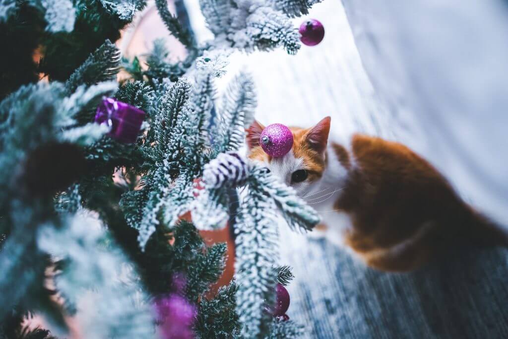 Christmas Podcast loving cat